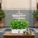 Your Kitchen, Reimagined: Introducing the HydroGrow Mini Kit by DAELMED®