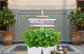 Your Kitchen, Reimagined: Introducing the HydroGrow Mini Kit by DAELMED®